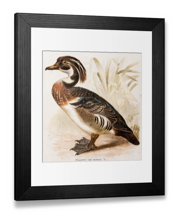 Framed Print : Bream duck (Aix sponsa), exotic duck with colourful plumage in brown Framed Print : Bream duck (Aix sponsa), exotic duck with colourful plumage in brown