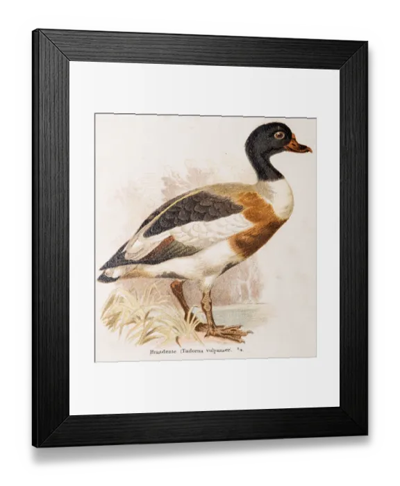 Framed Print : Shelduck (Tadorna tadorna) or shelduck