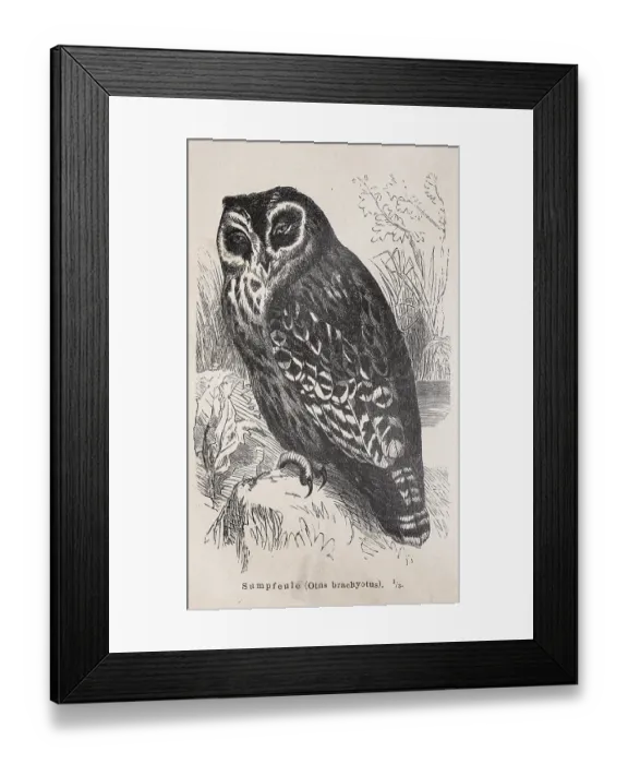 Framed Print : Short-eared owl (Asio flammeus) Framed Print : Short-eared owl (Asio flammeus)