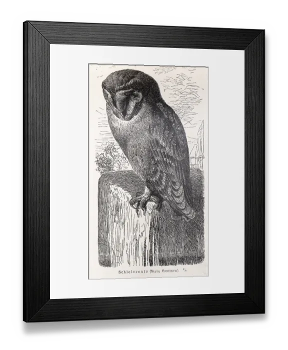 Framed Print : Common barn owl (Tyto alba) sitting on a wall stone and looking down