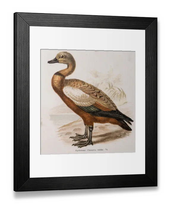 Framed Print : Ruddy shelduck (Tadorna ferruginea) Framed Print : Ruddy shelduck (Tadorna ferruginea)