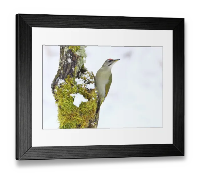 Framed Print : Grey-headed woodpecker (Picus canus)