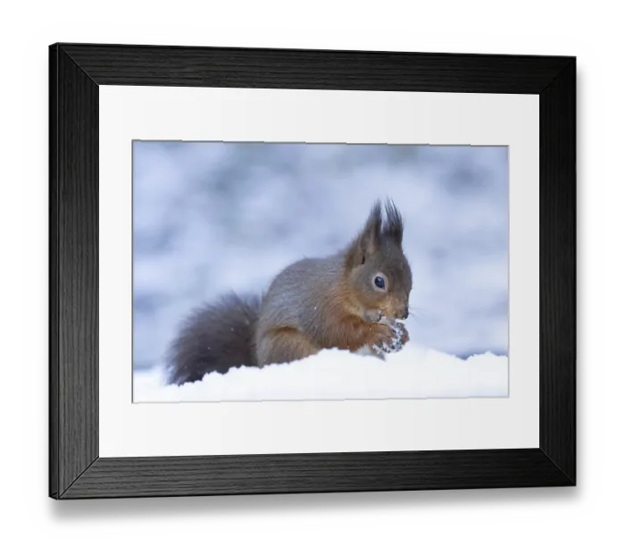 Framed Print : Red squirrel (Sciurus vulgaris) adult animal feeding on a hazel nut in snow in winter