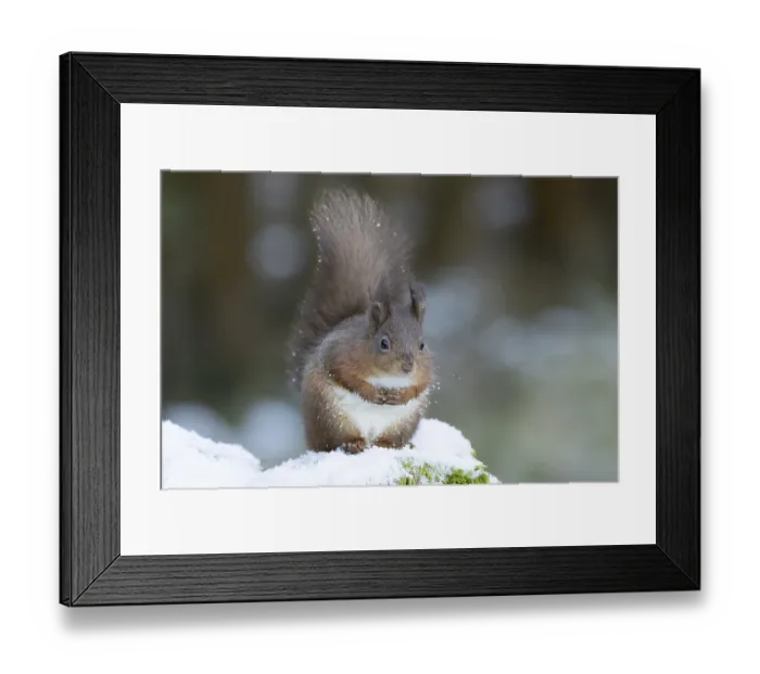 Framed Print : Red squirrel (Sciurus vulgaris) adult animal on a snow covered stone wall in winter