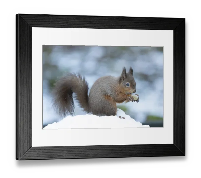 Framed Print : Red squirrel (Sciurus vulgaris) adult animal eating a nut in snow in winter