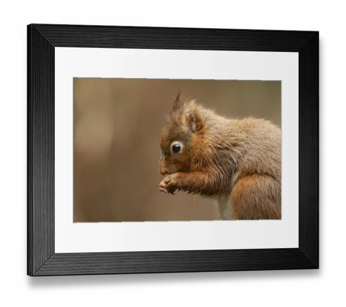 Framed Print : Red squirrel (Sciurus vulgaris) adult animal feeding on a nut in winter