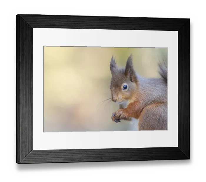Framed Print : Red squirrel (Sciurus vulgaris) adult animal head portrait in winter