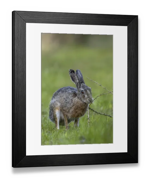 Framed Print : An obviously interesting scent on a larch branch lying on the ground makes the brown hare (Lepus europaeus) pause