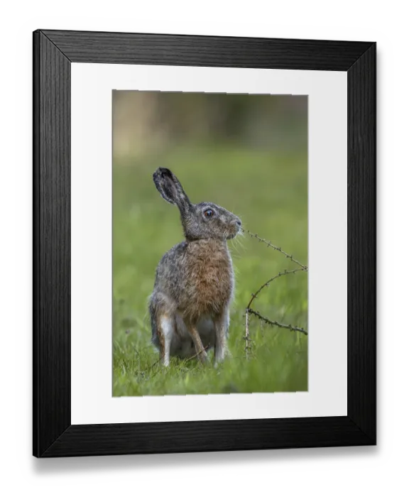 Framed Print : It must be a really interesting scent on the larch branch