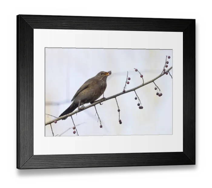 Framed Print : A female blackbird (Turdus merula) with a berry in her beak sitting on a branch in autumnal surroundings Framed Print : A female blackbird (Turdus merula) with a berry in her beak sitting on a branch in autumnal surroundings