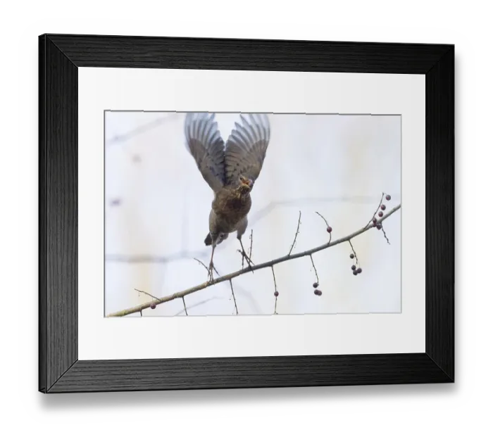 Framed Print : A female blackbird (Turdus merula) with a berry in her beak spreads her wings and flies away from a branch with berries