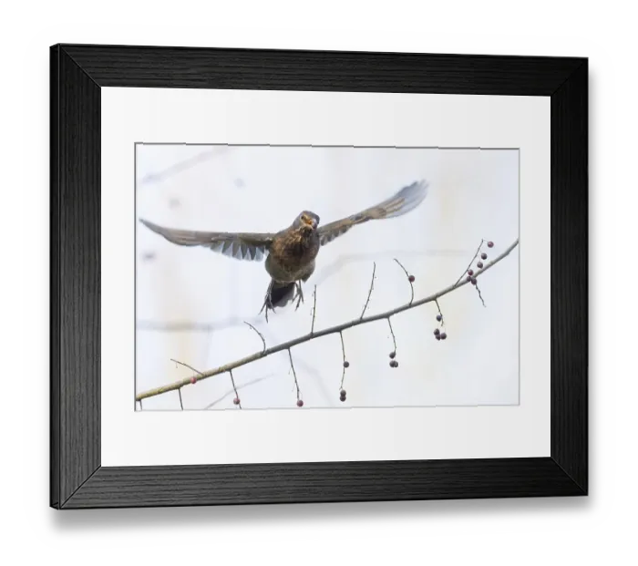Framed Print : A female blackbird (Turdus merula) with a berry in her beak flies over a branch with berries