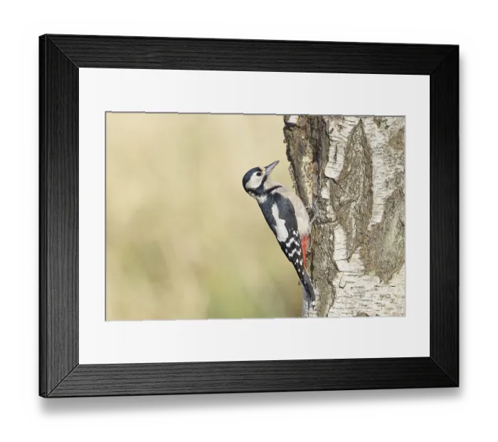 Framed Print : Great spotted woodpecker (Dendrocopus major)