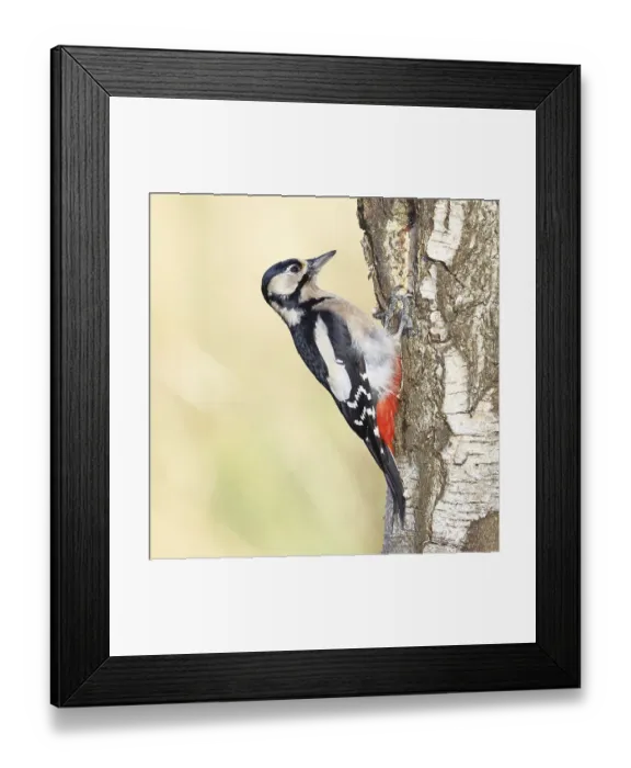Framed Print : Great spotted woodpecker (Dendrocopus major)