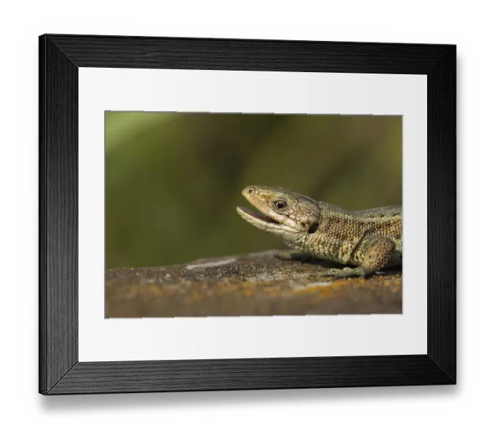 Framed Print : Common lizard (Zootoca vivipara) adult reptile yawning with its mouth open on a wooden sleeper in summer Framed Print : Common lizard (Zootoca vivipara) adult reptile yawning with its mouth open on a wooden sleeper in summer
