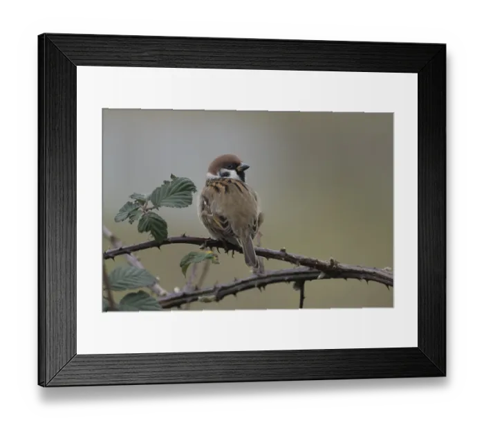 Framed Print : Tree sparrow (Passer montanus) adult bird on a bramble plant branch