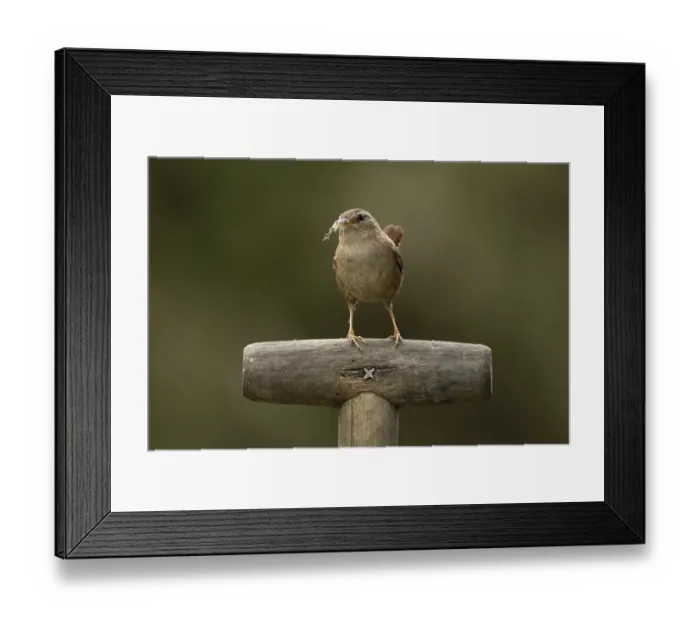 Framed Print : Eurasian wren (Troglodytes troglodytes) adult garden bird on a fork handle with nesting material in its beak in spring