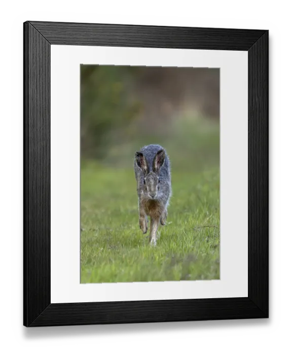 Framed Print : In the evening, the brown hare (Lepus europaeus) leaves its nest in the forest and hops to the nearby meadow