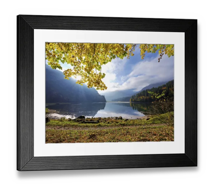Framed Print : Autumn-coloured sycamore maple (Acer pseudo plantanus) Framed Print : Autumn-coloured sycamore maple (Acer pseudo plantanus)