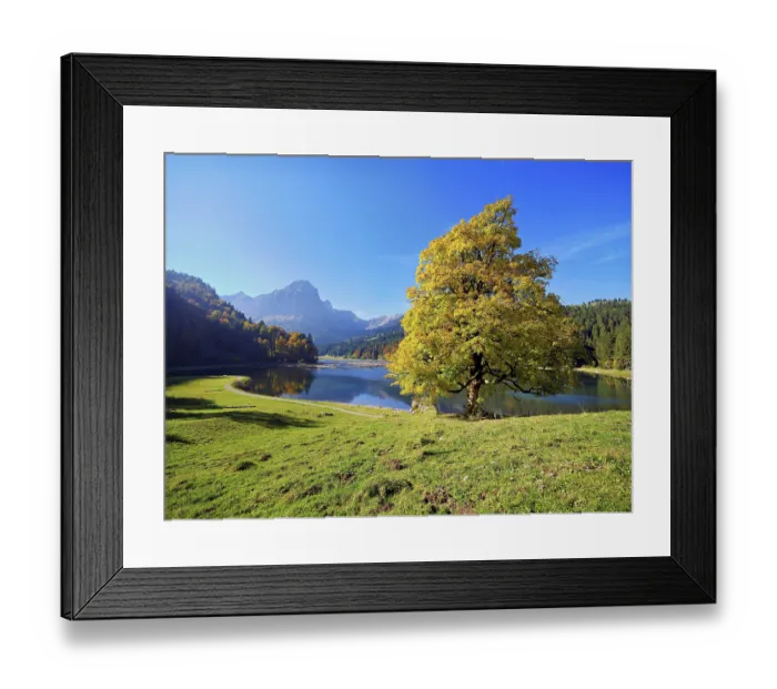Framed Print : Autumn-coloured sycamore maple (Acer pseudo plantanus) Framed Print : Autumn-coloured sycamore maple (Acer pseudo plantanus)