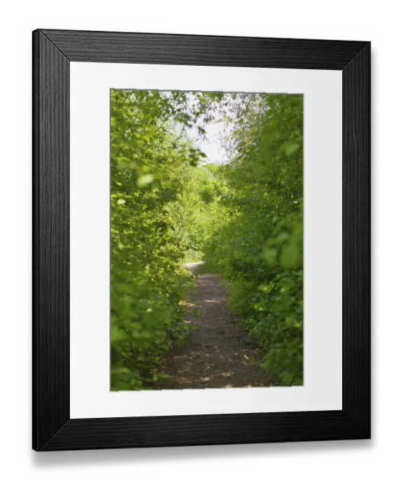 Framed Print : A narrow path through a dense, green forest on a sunny day