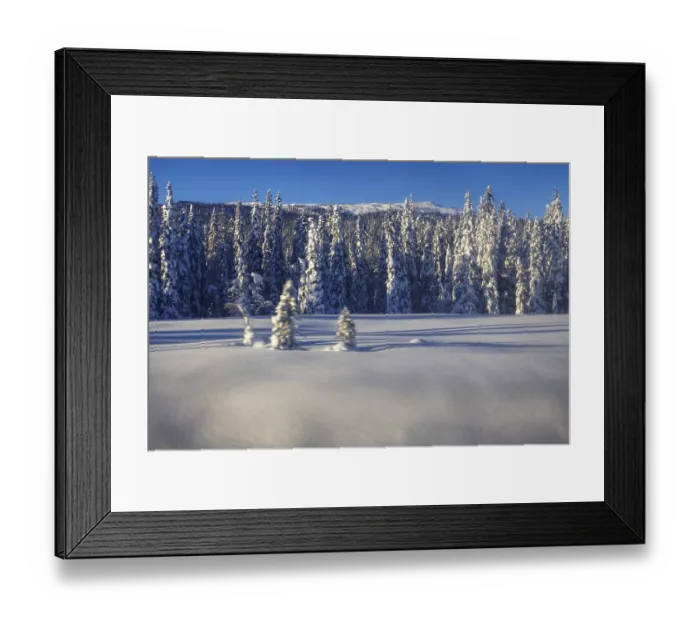 Framed Print : Snowy forest with fir trees under blue sky Norway