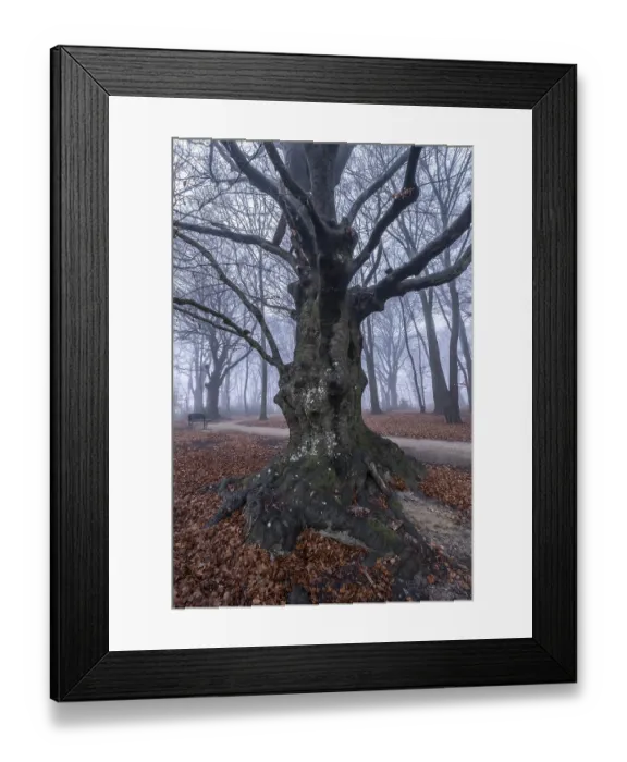 Framed Print : Beech forest (Fagus sylvatica) in the fog
