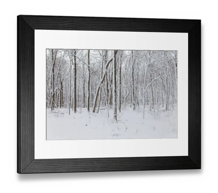 Framed Print : Nature, snow covered tree trunks