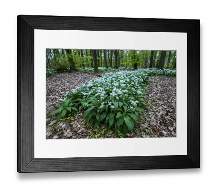Framed Print : Wild garlic blossom (Allium ursinum) on the forest floor in a beech forest (Fagus sylvatica) Framed Print : Wild garlic blossom (Allium ursinum) on the forest floor in a beech forest (Fagus sylvatica)