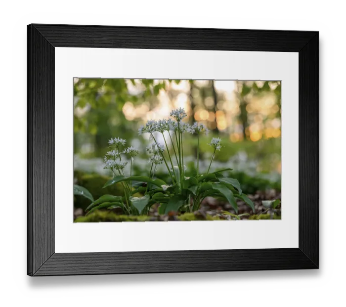 Framed Print : Wild garlic blossom (Allium ursinum) on the forest floor in a beech forest (Fagus sylvatica)