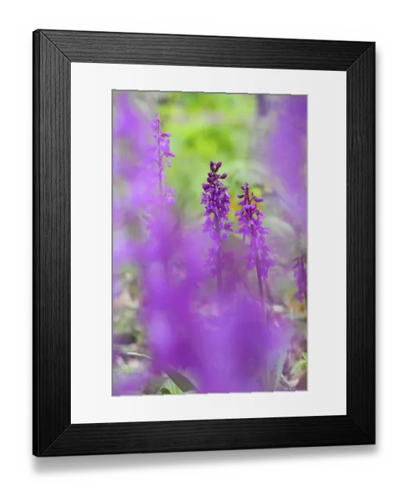 Framed Print : Early purple orchid (Orchis mascula) in a light-flooded deciduous forest in spring