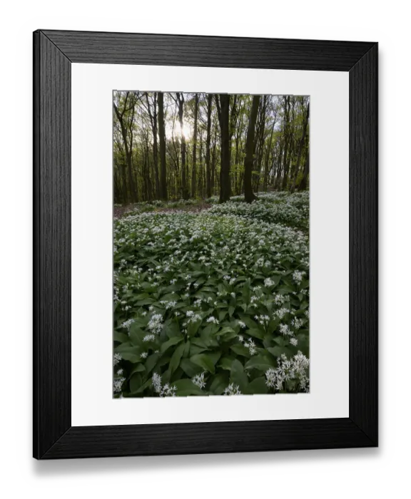 Framed Print : Wild garlic blossom (Allium ursinum) on the forest floor in a beech forest (Fagus sylvatica) Framed Print : Wild garlic blossom (Allium ursinum) on the forest floor in a beech forest (Fagus sylvatica)