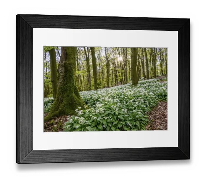 Framed Print : A sparkling sun shines over the wild garlic blossom (Allium ursinum) Framed Print : A sparkling sun shines over the wild garlic blossom (Allium ursinum)