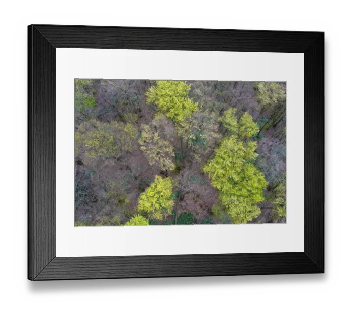 Framed Print : Beech forest (Fagus sylvatica) in the Teutoburg Forest under soft light