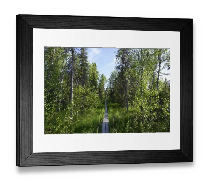 Framed Print : Narrow wooden trail leads through a green birch forest under a blue sky