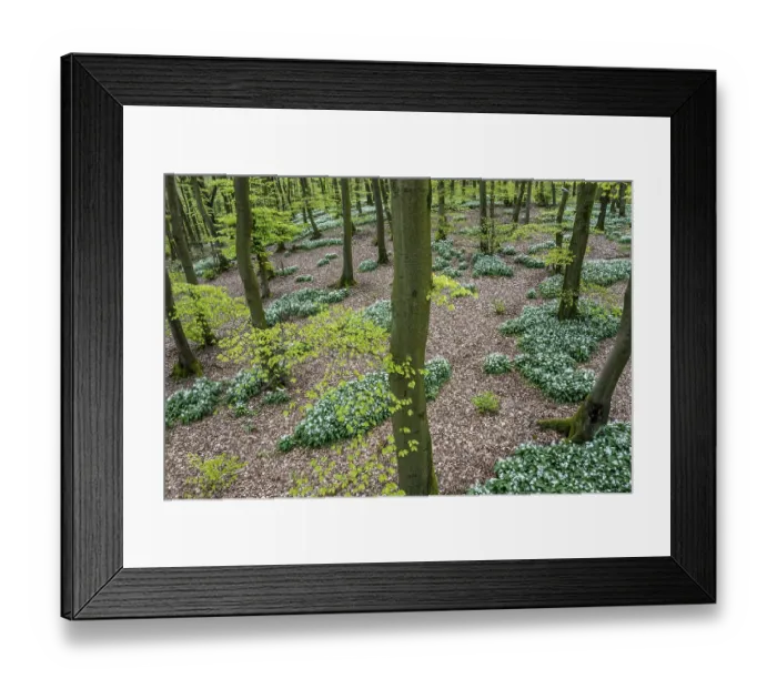 Framed Print : Wild garlic blossom (Allium ursinum) on the forest floor in a beech forest (Fagus sylvatica)