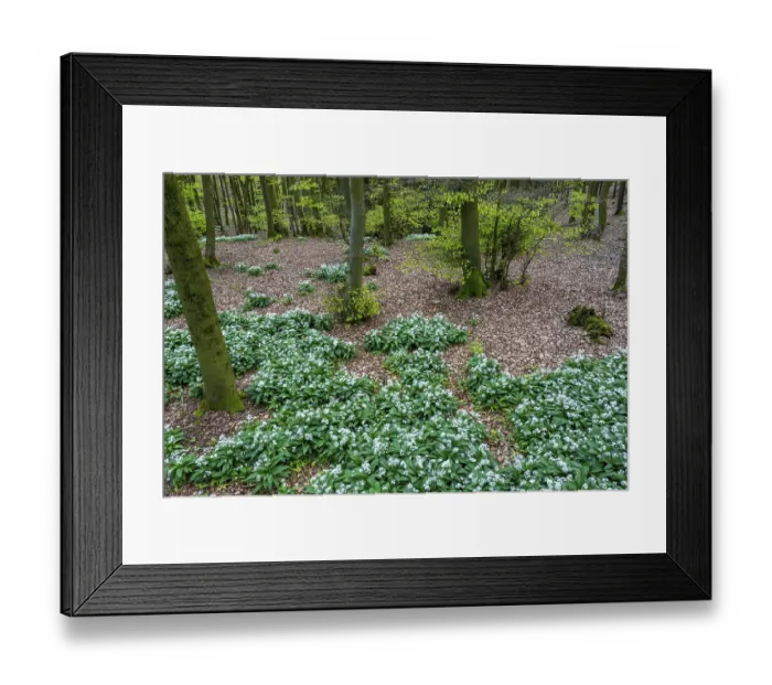 Framed Print : Wild garlic blossom (Allium ursinum) on the forest floor in a beech forest (Fagus sylvatica)