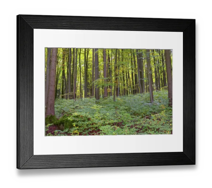 Framed Print : Spruce forest (Picea) with forest floor vegetation Framed Print : Spruce forest (Picea) with forest floor vegetation