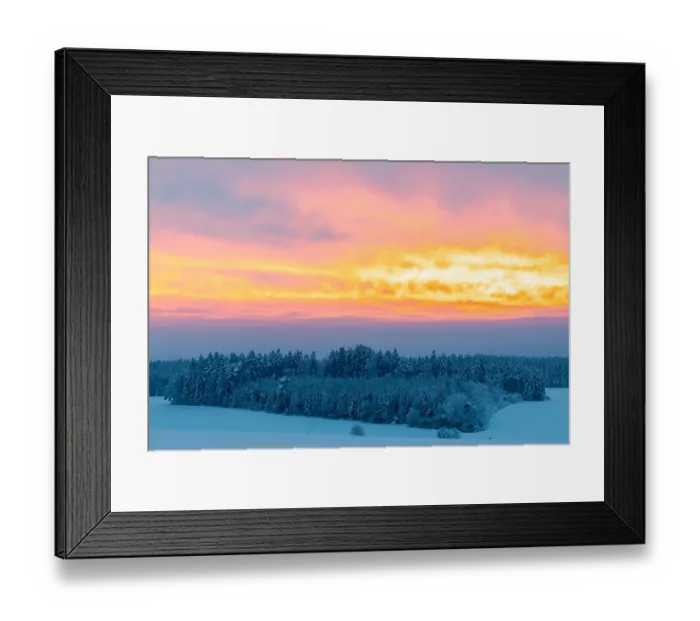 Framed Print : Winter forest, spruce (Picea), pine (Pinaceae)