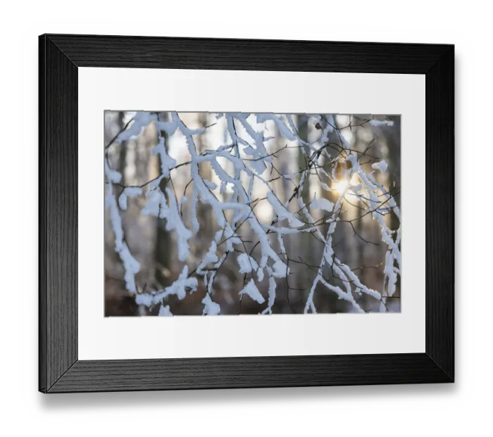 Framed Print : Beech branch (Fagus), beech family (Fagaceae)