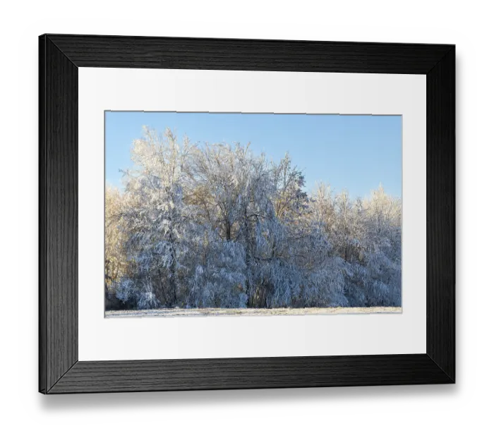 Framed Print : Beech (Fagus), beech family (Fagaceae) Framed Print : Beech (Fagus), beech family (Fagaceae)