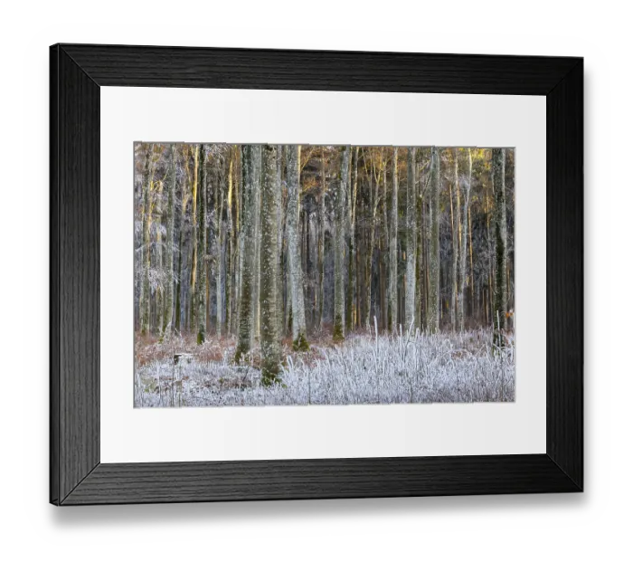 Framed Print : Beech forest (Fagus), beech family (Fagaceae)