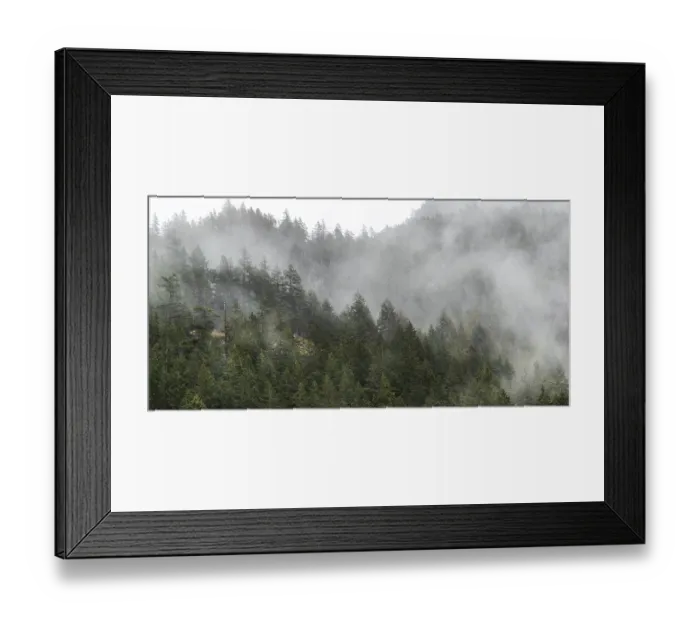 Framed Print : Foggy forest with dense greenery and mist swirling among the trees along the Lower Mainland of British Columbia