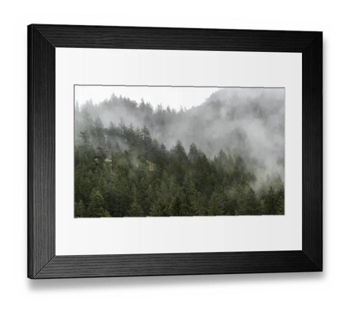 Framed Print : Thick mist and towering trees create a mysterious forest atmosphere along the Lower Mainland of British Columbia Framed Print : Thick mist and towering trees create a mysterious forest atmosphere along the Lower Mainland of British Columbia