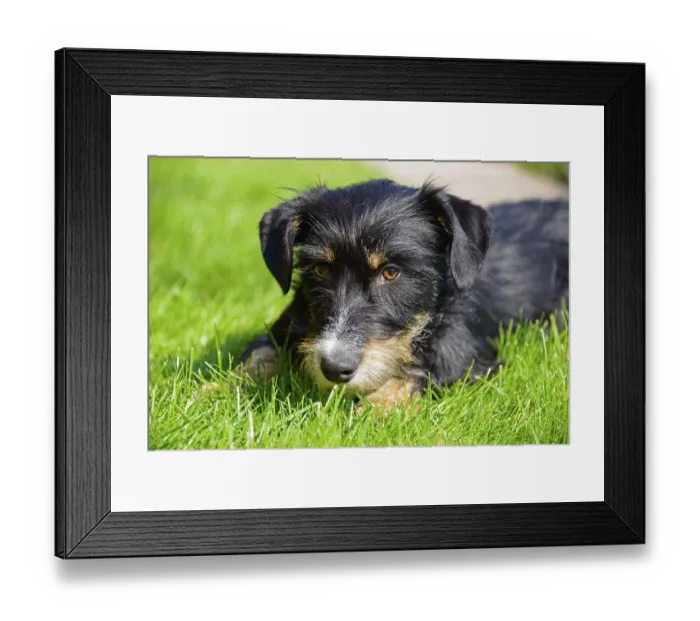 Framed Print : A dog looks at the picture with a relaxed look while lying in the grass