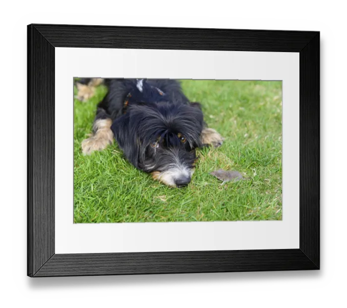 Framed Print : A curious dog is lying on the lawn looking at a small mouse