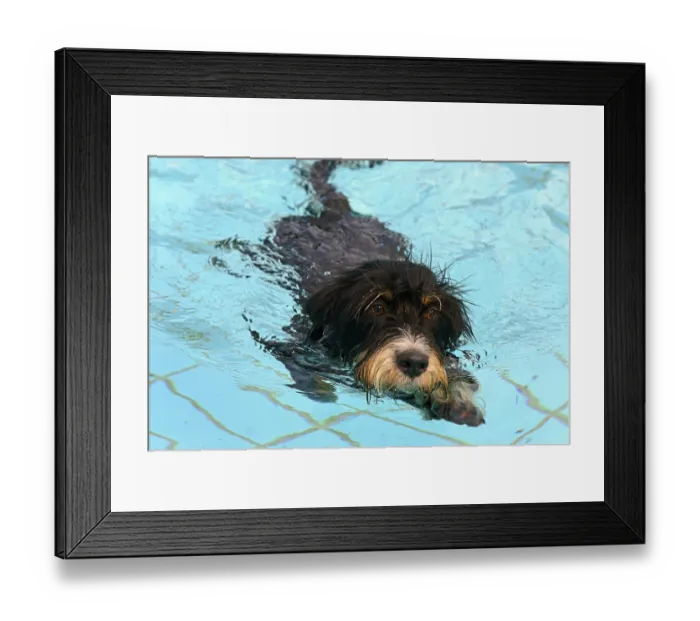 Framed Print : A black dog swims in the pool, dog swimming in the outdoor pool
