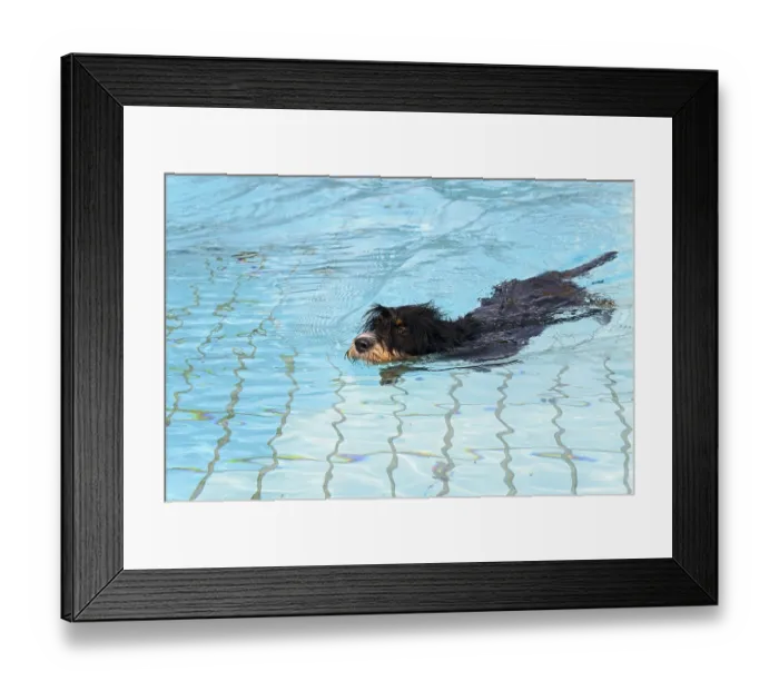 Framed Print : A dog swims through the pool, dog swimming in the outdoor pool