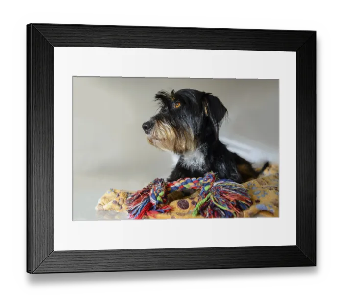 Framed Print : Dog with colored rope toy on a blanket Framed Print : Dog with colored rope toy on a blanket