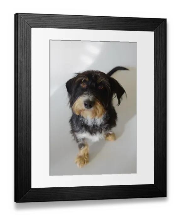 Framed Print : A dog looks up against a light background
